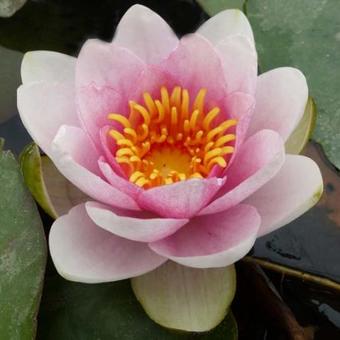 Nymphaea 'Fabiola'