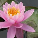 Nymphaea 'Fire Crest' - 