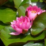 Nymphaea 'James Brydon'  - 