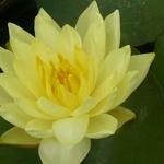 Nymphaea 'Joey Tomocik' - 