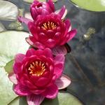 Nymphaea 'Laydekeri Purpurata' - 