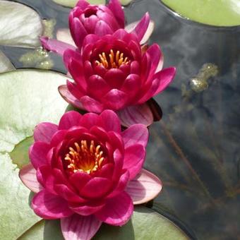 Nymphaea 'Laydekeri Purpurata'