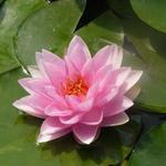 Nymphaea 'Madame Wilfron Gonnère' - 