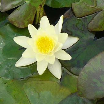 Nymphaea 'Marliacea Chromatella'