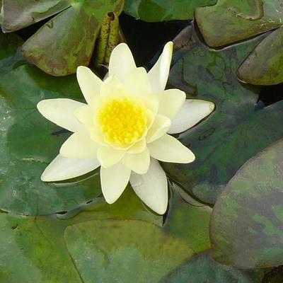 NÉNUPHAR ''MARLIACEA CHROMATELLA' - Nymphaea 'Marliacea Chromatella' 