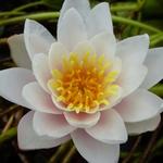 Nymphaea 'Marliacea Rosea' - 