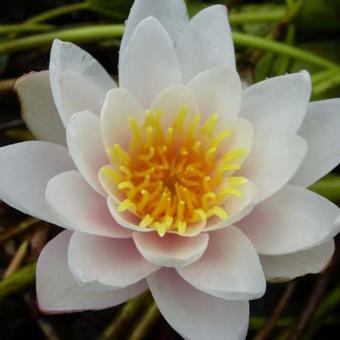 Nymphaea 'Marliacea Rosea'