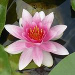 Nymphaea 'Masaniello' - 