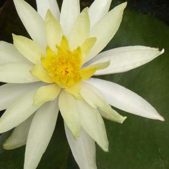 Nymphaea 'Sulphurea'