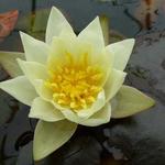 Nymphaea 'Pygmaea Helvola' - 