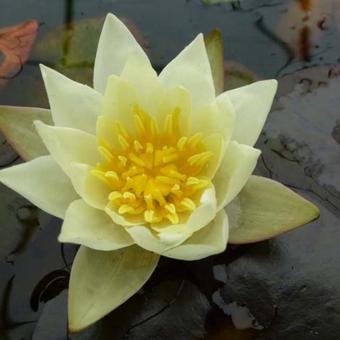 Nymphaea 'Pygmaea Helvola'