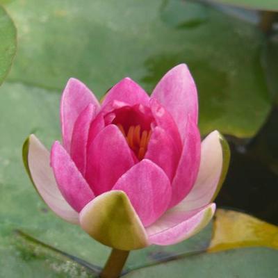 NÉNUPHAR  NAIN 'PYGMAEA RUBRA' , NYMPHÉA 'PYGMAEA RUBRA' - Nymphaea 'Pygmaea Rubra'