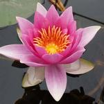 Nymphaea 'René Gérard' - 