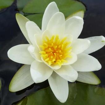 Nymphaea 'Richardsonii