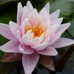 Nymphaea 'Rose Arey' - 