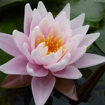 Nymphaea 'Rose Arey'