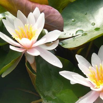 NÉNUPHAR 'ROSENNYMPHE' - Nymphaea 'Rosennymphe'