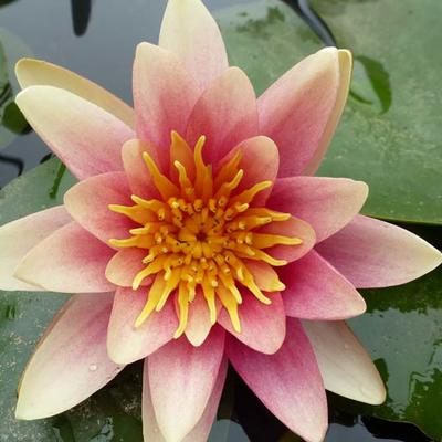 NÉNUPHAR 'SIOUX' - Nymphaea 'Sioux'