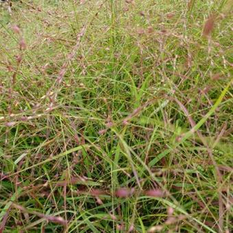 Panicum virgatum 'Hänse Herms'