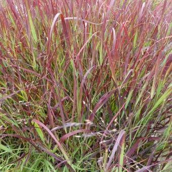 Panicum virgatum 'Külsenmoor'