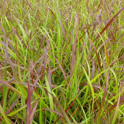 Panicum virgatum 'Rotstrahlbusch'