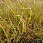 Panicum virgatum 'Stäfa' - Panicum virgatum 'Stäfa'