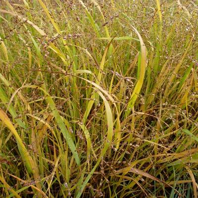 Panicum virgatum 'Stäfa'