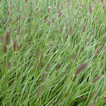 Pennisetum massaicum 'Red Buttons'