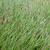 Pennisetum massaicum 'Red Buttons'