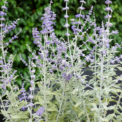 Perovskia atriplicifolia 'Silvery Blue' - 