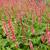 Persicaria amplexicaulis 'Orange Field'