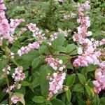 Persicaria campanulata - 