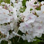 Phlox carolina 'Miss Lingard' - 