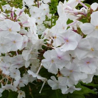 Phlox carolina 'Miss Lingard'