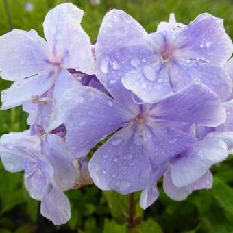 Phlox paniculata 'Franz Schubert'