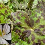 Podophyllum peltatum - Schildförmiges Fußblatt