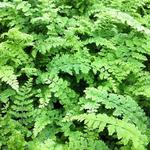 Polystichum setiferum 'Wollastonii' - 