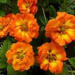 Potentilla 'William Rollison' - 