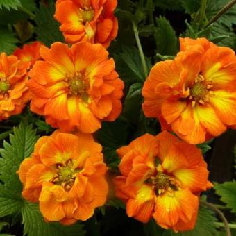 Potentilla 'William Rollison'