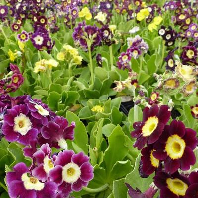 Primula auricula - 