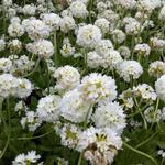 Primula japonica 'Alba' - Primula japonica 'Alba'