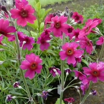 Primula pulverulenta