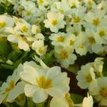 Primula vulgaris - 