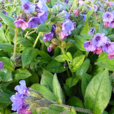 Pulmonaria angustifolia 'Azurea' - Pulmonaria angustifolia 'Azurea'