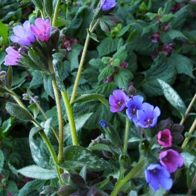 Pulmonaria 'Samurai' - Pulmonaria 'Samurai'