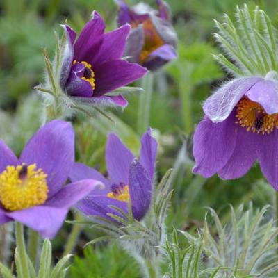 Pulsatilla vulgaris - Gewöhnliche Kuhschelle