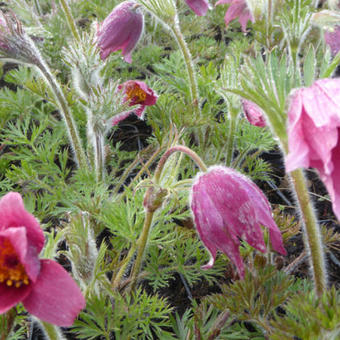 Pulsatilla vulgaris 'Röde Klokke'