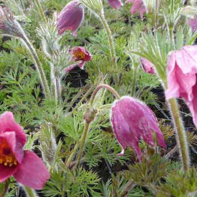 Pulsatilla vulgaris 'Röde Klokke' - 