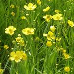 Ranunculus lingua - Renoncule langue