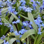 Scilla siberica - Sibirischer Blaustern